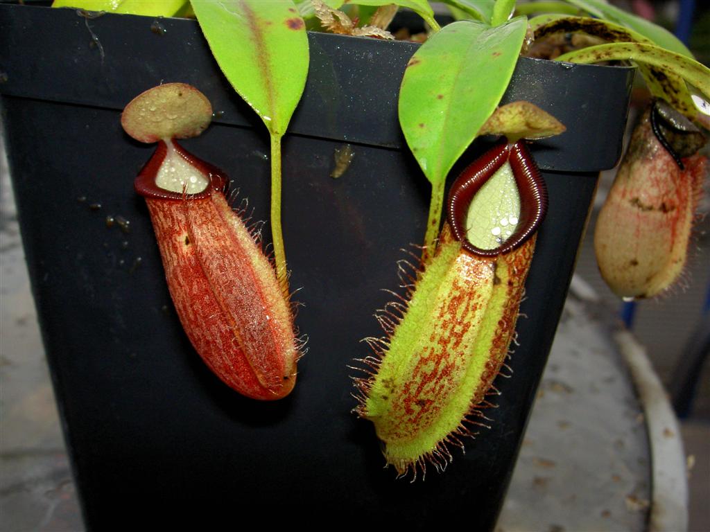 Nepenthes tentaculata x talangensis 2